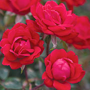 The Double Knock Out® Rose